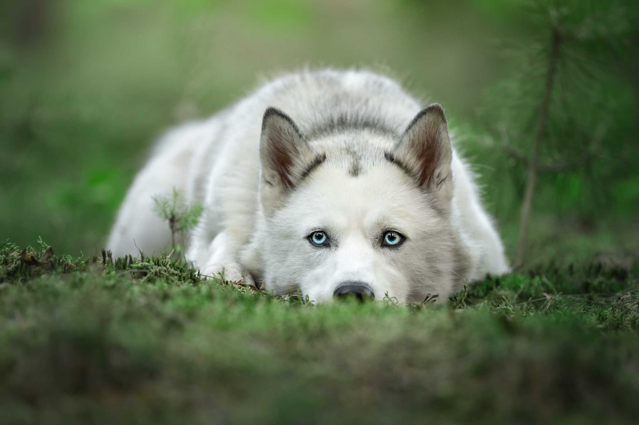 Yuki